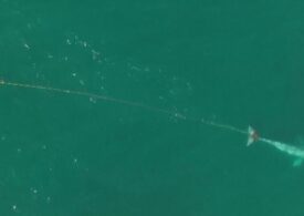 Fears grow for whale entangled in fishing net near San Francisco